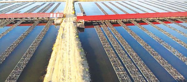 若开邦正在建立螃蟹保护区