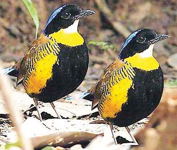 在全球范围内只存在于缅甸境内的珍稀鸟类