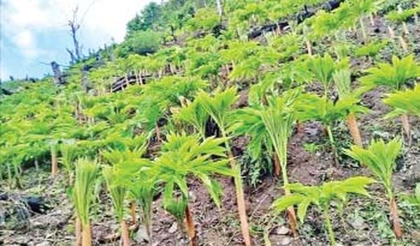 德林达依省区伊漂县区农村地区开发生产魔芋作物