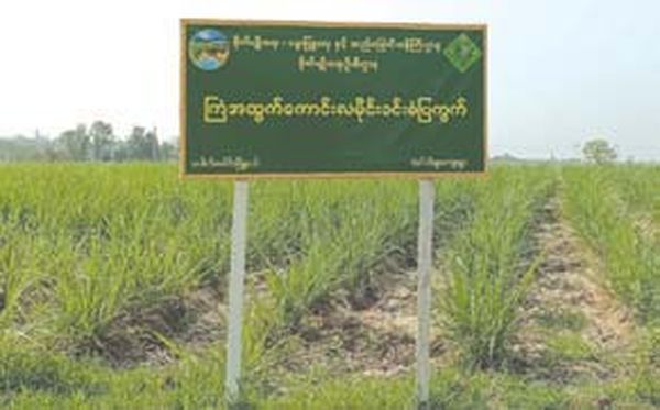 勃固省包康县区种植了2万多英亩甘蔗