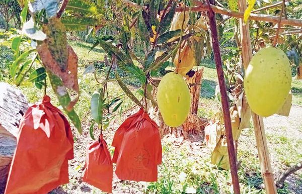 德林达依省德悦昌县区移种曼德勒地区芒果品种已获成功