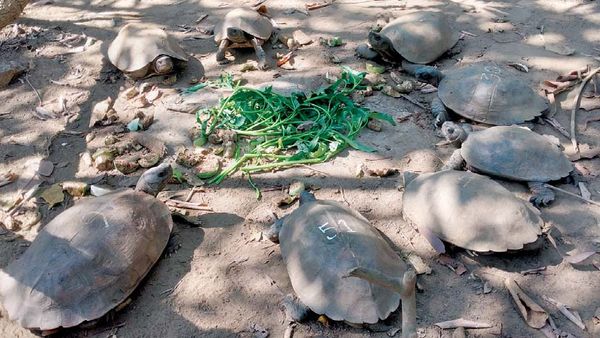 缅甸原产世界珍稀动物若开山龟