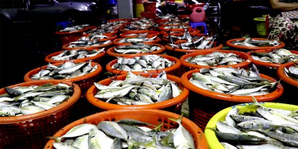 投资3亿美元的丹老国际鱼类拍卖市场将于2028年竣工