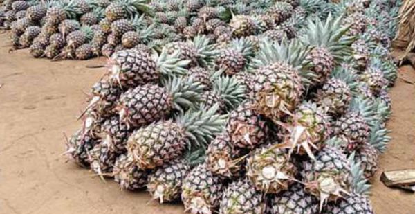 孟邦内凤梨水果已大量上市送往大都市进行出售