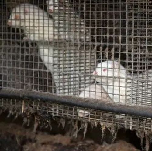 被发现了！美国曾隐瞒新冠疫情一重要线索