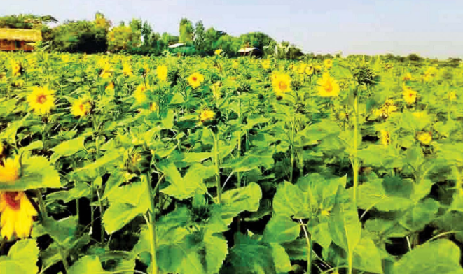 马奎省本漂县2022—23年度雨季及寒季将种植向日葵3万多英亩