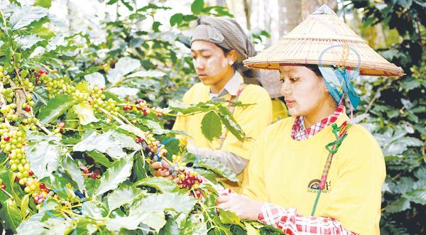缅甸咖啡行业发展情况