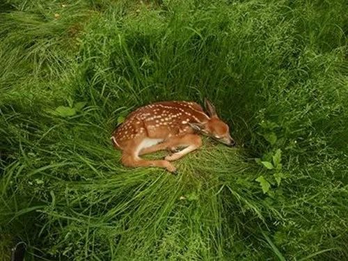 数百只鹿感染新冠，会传染人吗