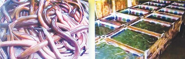 为增加水产品出口将向渔民们 传授鳝鱼养殖孵育技术