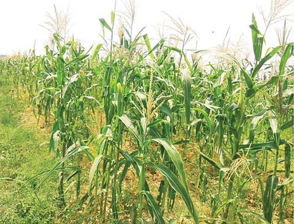 马奎省色漂县区夏玉蜀黍种植成功