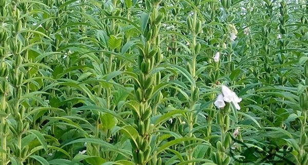 马奎省本漂县栽种了5万多英亩夏芝麻