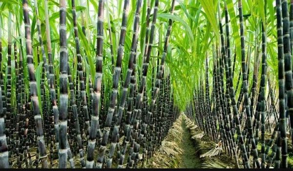 缅甸方面已由瑞丽边贸口岸向中国出口了5,000多吨甘蔗