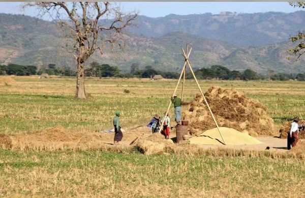 内比都地区今年比原计划多种植了9,000多英亩夏季稻