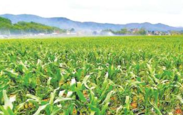 包括掸邦在内缅甸一些地区已开始栽种雨季玉米
