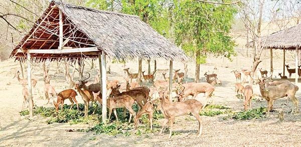 珍稀动物金鹿的保护区