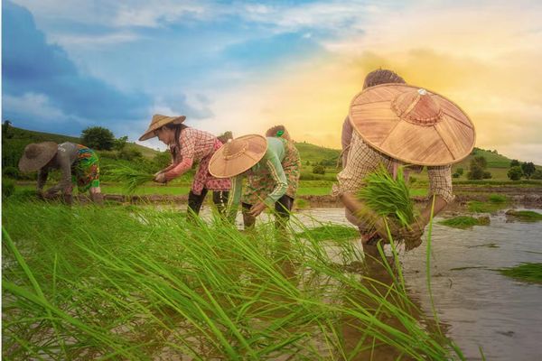 伊洛瓦底省苗旺县区夏季稻收割情况