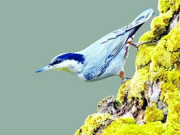 面临绝种危机的一珍稀鸟类——巨䴓鸟