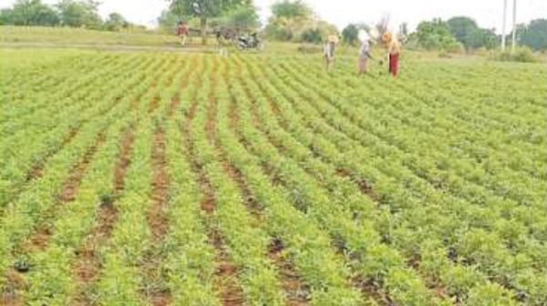 实皆省甘布鲁县区规划种植26万英亩油料作物