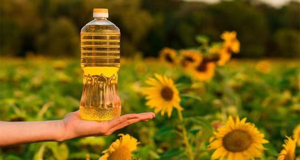 实皆省茂叻专区今年将扩大开始种植油料作物向日葵