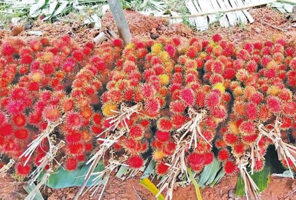 孟邦热带水果红毛丹、柚子等上市获得了好价钱