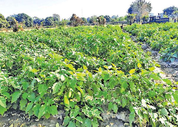 马奎省本漂县种植绿茄子获得成功