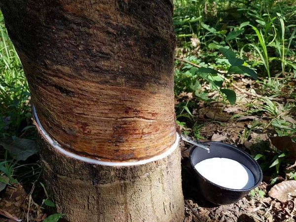 缅甸国内橡胶园即将进入停工季节