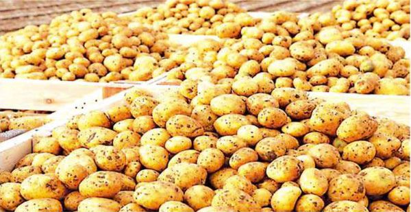 由国外进口的马铃薯影响了国内的马铃薯行业