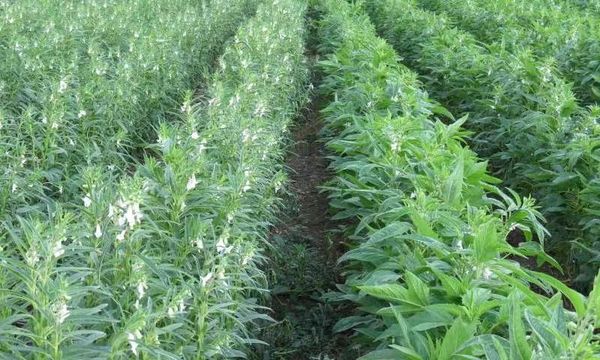 内比都地区将种植雨季芝麻4万多英亩