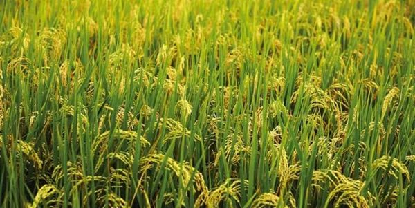 实皆省委勒县区改种其他夏作物致使夏季稻种植面积大减