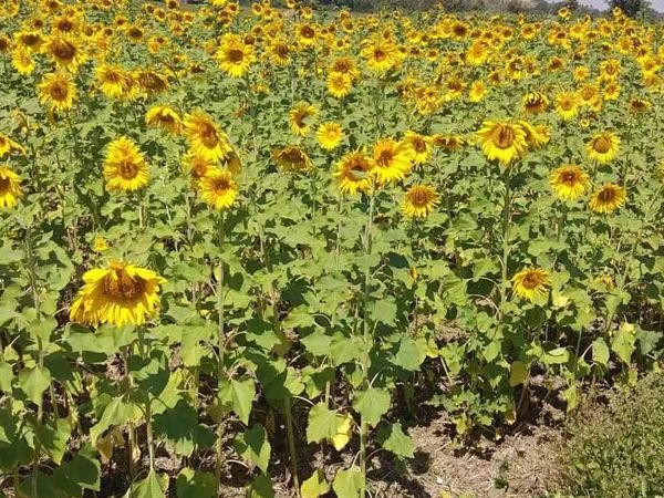 今年雨季实皆省委勒县区将种植向日葵生产向日葵种籽