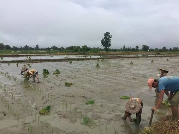 今年雨季实皆省甘布鲁县区将种植58多万英亩的各种作物