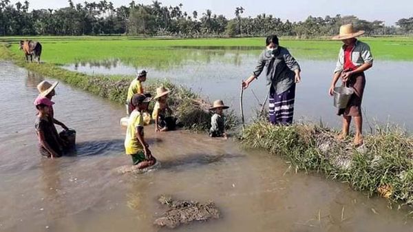 如何维护稻田免受金蜗牛的危害
