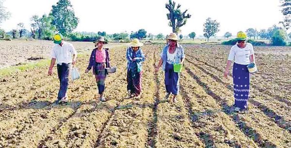 为满足食用油需求量马奎省本漂县将种植5600英亩向日葵作物