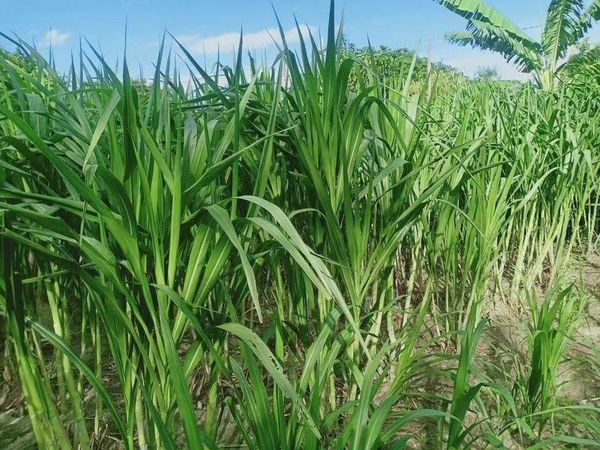 实皆省为发展动物饲料行业引种国外牧草370多英亩