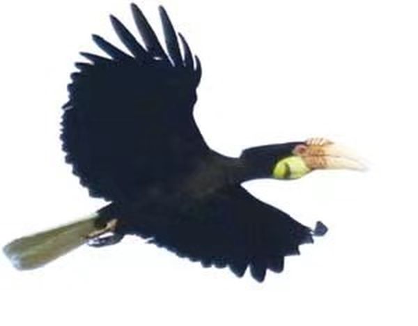 拥有各种不同生物品种及生态环境的茵都基湖湿地保护区