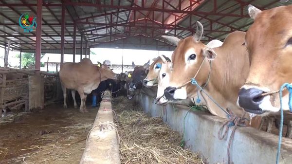 新冠疫情重创内比都地区的养牛业