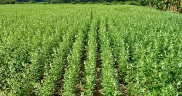 马奎省本漂县区6万多英亩夏芝麻已开始采收工作