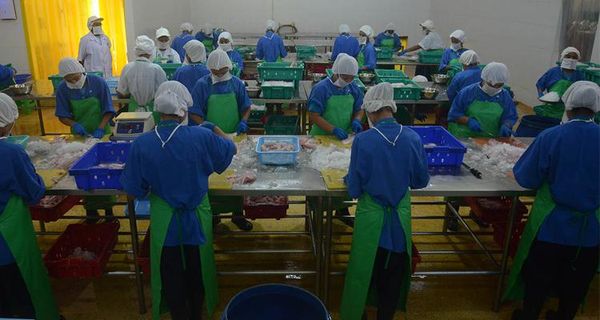 缅甸水产品出口同比去年下跌约900万美元