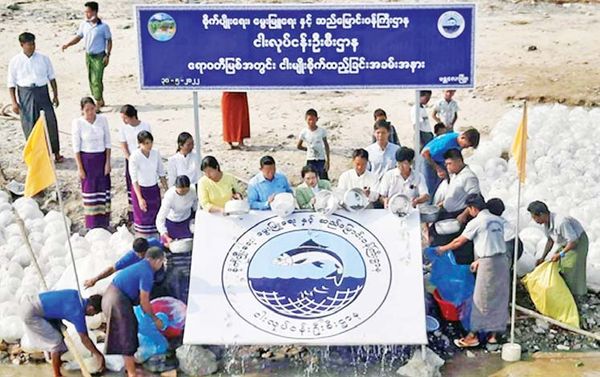 实皆省曼德勒省都向自然水域中投放鱼苗