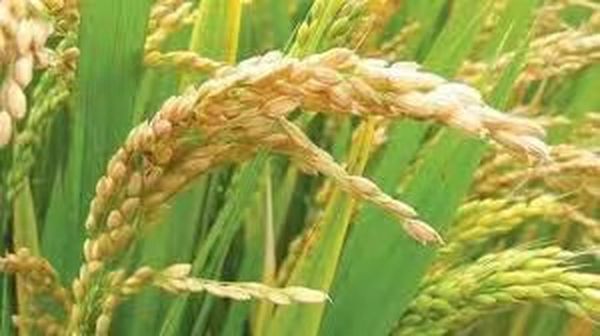 内比都地区规划种植16万英亩雨季稻