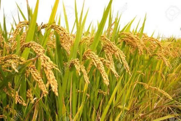 今年雨季钦邦雨季稻种植情况