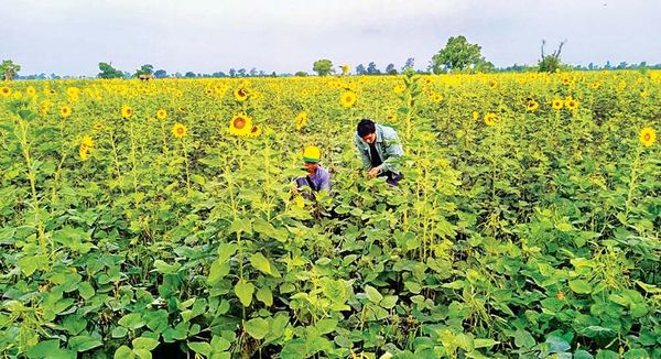 马奎省敏巫专区将种植28,000多英亩雨季向日葵作物