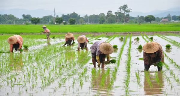 马奎省敏巫(斯固)县区今年将种植4万多英亩雨季稻