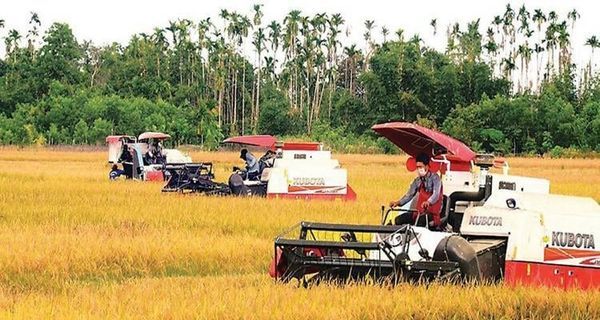 澜湄合作推进缅甸农业发展成果丰硕