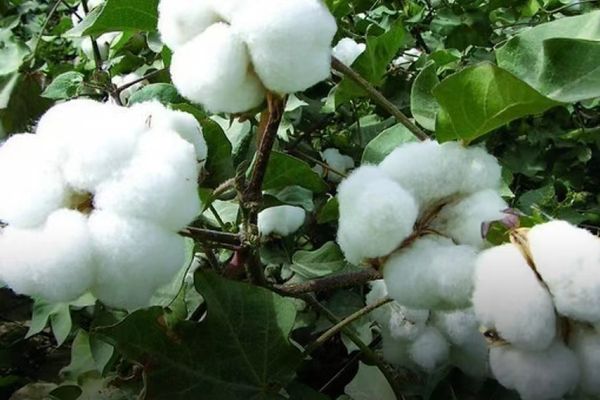 实皆省今年雨季稻及雨季棉花种植情况