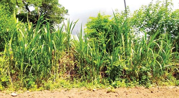 曼德勒省良吴县区农民们种植内比亚牧草已获成功