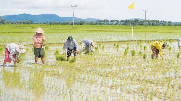 德林达依省区将种植22多万英亩雨季稻