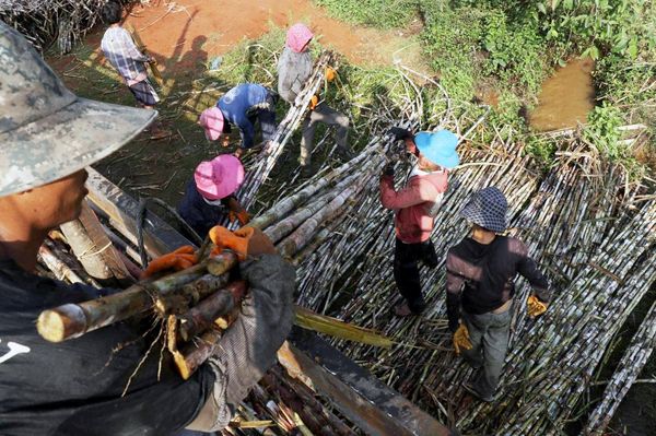 蔗农因运输成本过高不愿意销往木姐