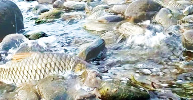 鱼儿们的回家路