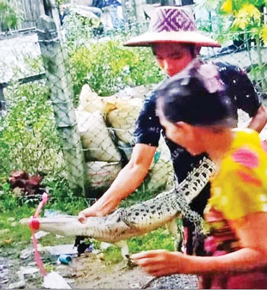 伊洛瓦底省一县区渔民们捕获一小鳄鱼后将其放生回自然水域